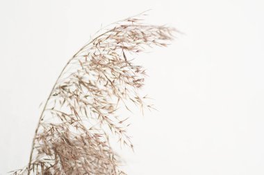 Kuru çim ya da yakın plan dikim. Doğal altyapı. Şampanya rengi moda trendi.