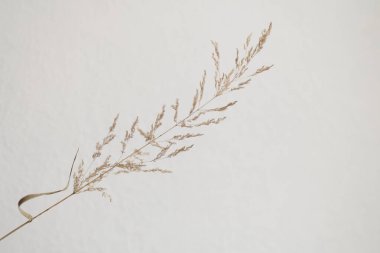 Kuru çimenler açık beyaz arkaplanda kapanır