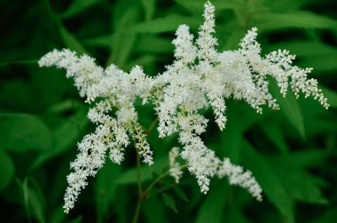 Bahçede yeşil yapraklardan oluşan bir arka planda büyüyen beyaz astilba çiçekleri. Beyaz panikleme. Yaz çiçeği bahçesi.