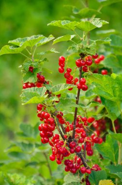 Çalılıklarda taze organik frenk üzümü. Yaz dönemi. Meyve tarlasında ya da tarlada yetişmiş frenk üzümü. Bahçe meyvelerine odaklan.