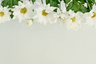 Beyaz kasımpatılar beyaz arka planda yatar. Havalanma konsepti. Çiçekleri kes. Eski tarz. Kopyalama alanını boşalt