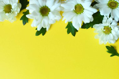 Beyaz kasımpatılar sarı arka planda yatar. Havalanma konsepti. Çiçekleri kes. Eski tarz. Kopyalama alanını boşalt