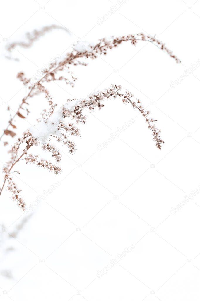 Dry reed under the snow.Dry grass or sedge close-up. Natural background.Set the fashion trend in champagne color