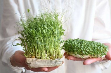 Beyaz elbiseli, yeşil bezelye ve fesleğen filizleri taşıyan dişi el. Boşluğu kopyala