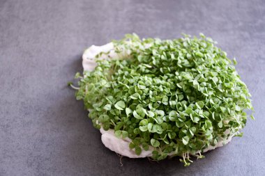 Gri arka planda fesleğen mikroyeşillikleri yakın plan. Mikro yeşil fesleğen ekiyorum. Evde tohum filizlendiriyorlar. Tohumlar, mikro yeşiller. Vegan ve sağlıklı gıda konsepti.