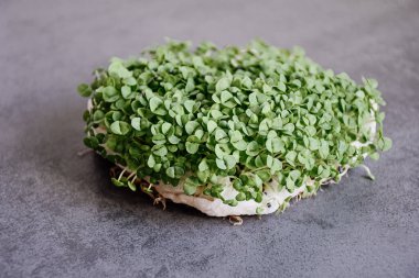 Gri arka planda fesleğen mikroyeşillikleri yakın plan. Mikro yeşil fesleğen ekiyorum. Evde tohum filizlendiriyorlar. Tohumlar, mikro yeşiller. Vegan ve sağlıklı gıda konsepti.