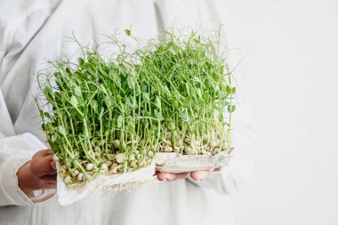 Beyaz elbiseli, arka planda yeşil bezelye filizleri olan bir kadın eli. Boşluğu kopyala