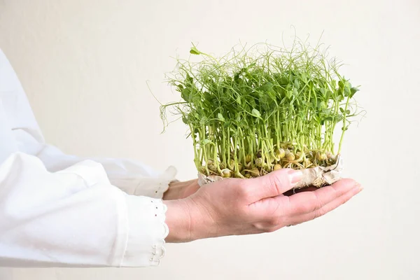 Beyaz elbiseli, arka planda yeşil bezelye filizleri olan bir kadın eli. Boşluğu kopyala