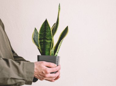 Beyaz arkaplanda yeşil ve sarı sansevieria yaprakları var. Kadın elleri bir saksı sansevieria çiçeği tutuyor. Ev dekorasyonu minimalizm konsepti. Ev ve bahçe, bahçe..