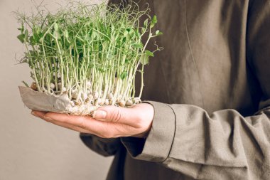 Kadın eli mikroyeşillikleri tutuyor. Beyaz arka planda koyu yeşil elbiseli yeşil bezelye filizleri. Boşluğu kopyala