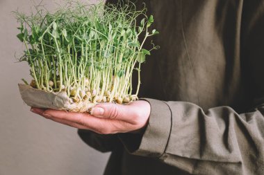 Kadın eli mikroyeşillikleri tutuyor. Beyaz arka planda koyu yeşil elbiseli yeşil bezelye filizleri. Boşluğu kopyala