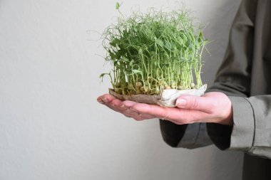 Kadın eli mikroyeşillikleri tutuyor. Beyaz arka planda koyu yeşil elbiseli yeşil bezelye filizleri. Boşluğu kopyala