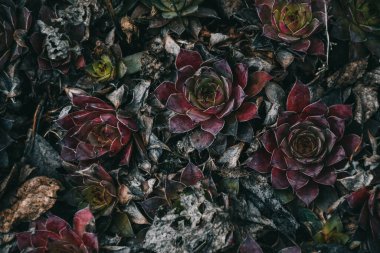 Kırmızı ve yeşil taş güller. Çiçekler yakın plan. Doğal arkaplan, sulular