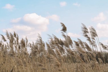 Sahada kuru otlar yetişir, gökyüzüne yakın plan çizerler. Doğal altyapı. Şampanya rengi moda trendi.