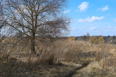 Ağaçlı bahar tarlası. Kış üstüne kış. Güzel doğa.