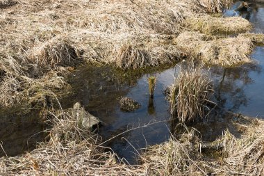 Bataklık, bataklıkta yetişen kuru otlarla aşırı nemli, nemli ve canlı toprak örtüsüyle karakterize edilen bir manzara alanıdır..