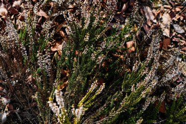 Heather çiçekleri açıyor. Bahçecilik, çiçekçilik. Yaygın kenevir, ling, ya da basit kenevir. Heather ailesinin çiçekli bitkisi..  