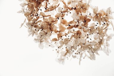 Kuru ortanca çiçekleri yakın plan. Doğal arka plan. Çiçek desenli, posterli. Şampanya renginde moda. Seçici odak