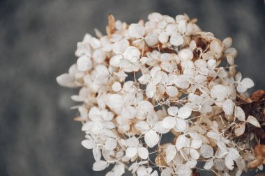 Kuru ortanca çiçekleri kahverengi bir şişede. Doğal arka plan. Çiçek desenli, posterli. Şampanya renginde bir moda. Seçici odak