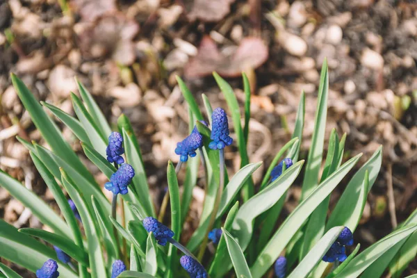 Muscari Jacinto Rato Com Flores Brancas Azuis Lilás Que Florescem — Fotografia de Stock