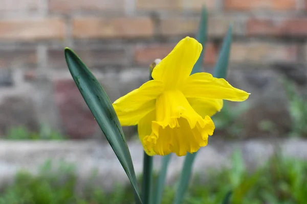 Κίτρινος Ασφόδελος Ανθίζει Στον Κήπο Ανοιξιάτικα Λουλούδια Φρέσκοι Νάρκισσοι Ανοιξιάτικο Εικόνα Αρχείου