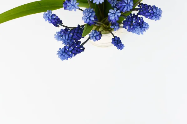 Muscari Nebo Myší Hyacint Bílými Modrými Nebo Šeříkovými Květy Kvetoucími — Stock fotografie