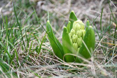 Kışın kuru çimenlerde açan genç bir sümbül. Baharın ilk saatlerinde bahçede