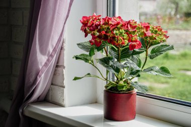 Red blooming hydrangea in a pot, standing on the windowsill. Indoor plant,beautiful flower clipart