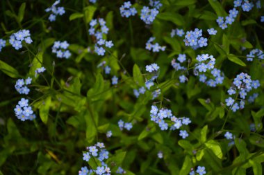 Myosotis çiçeği. Arka planda yatay makro çekim. Yakın plan. Çiçek açan güzel mavi çiçekleri ve arısı olan doğal bir arka plan. Ekran koruyucu, telefon için arkaplan