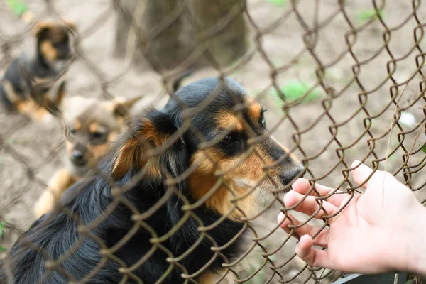 Triste Cachorro Mestizo Sentado Refugio Para Perros Jaula Para Animales — Foto de Stock