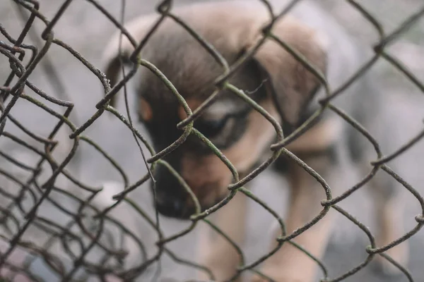 Triste Cachorro Mestizo Sentado Refugio Para Perros Jaula Para Animales — Foto de Stock