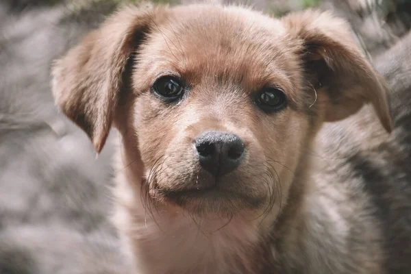 Λυπηρό Κουτάβι Που Κάθεται Καταφύγιο Σκύλων Κλουβί Για Ζώα Περιμένω Εικόνα Αρχείου
