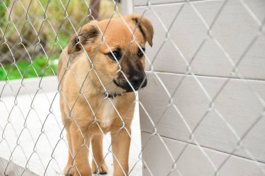 Köpek barınağında oturan üzgün kızıl köpek yavrusu. Hayvanlar için kafes. Yeni bir sahibi bekliyorum..