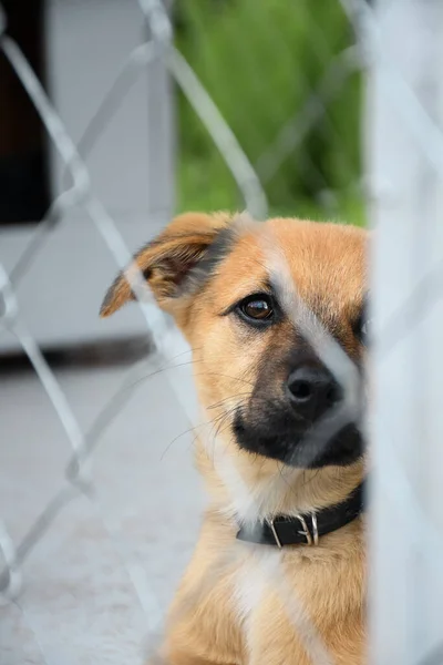 Triste Cachorro Jengibre Sentado Refugio Para Perros Jaula Para Animales — Foto de Stock