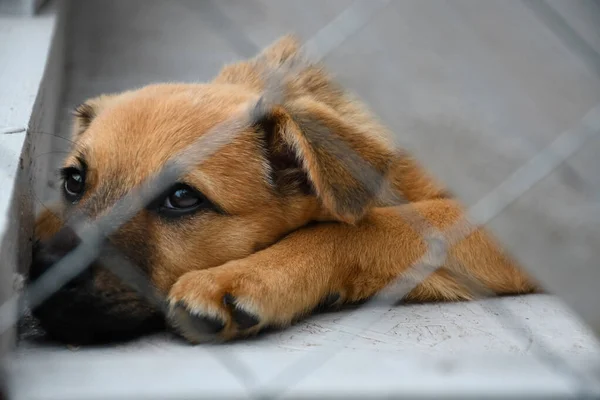 Triste Cachorro Jengibre Sentado Refugio Para Perros Jaula Para Animales — Foto de Stock