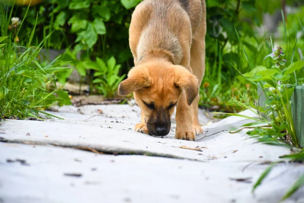 Cachorro Jengibre Camina Aire Libre Estudia Naturaleza Amor Por Las — Foto de Stock