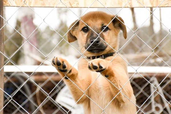 Triste Cachorro Jengibre Sentado Refugio Para Perros Jaula Para Animales — Foto de Stock