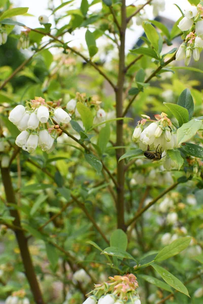 Vita Blåbärsknoppar Buske Blåbärskvistar Vita Blommor Busken Växer Trädgården Närbild — Stockfoto