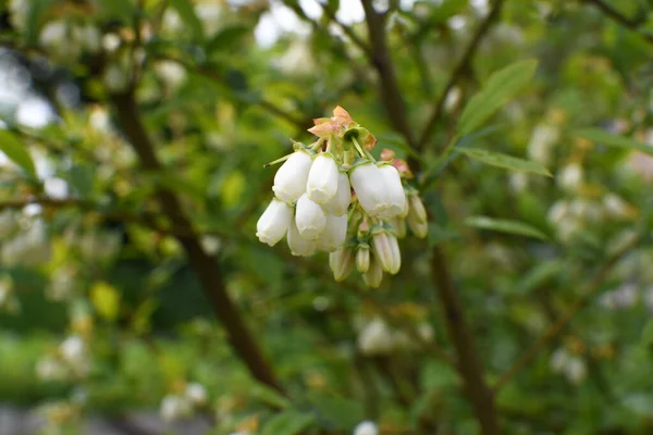 Vita Blåbärsknoppar Buske Blåbärskvistar Vita Blommor Busken Växer Trädgården Närbild — Stockfoto