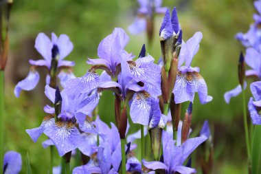 Mavi çiçekler versicolor Bahçede güzel çiçek açıyor