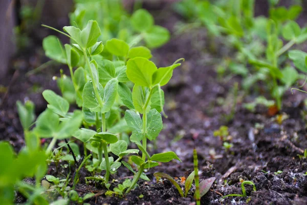 Microgreens Sprouts Green Peas Grow Open Field Copy Space — 스톡 사진