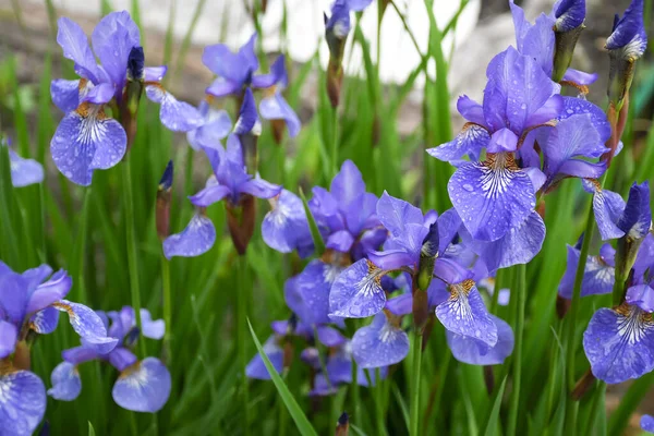 Flores Azuis Iris Versicolor Lindamente Florescendo Jardim — Fotografia de Stock