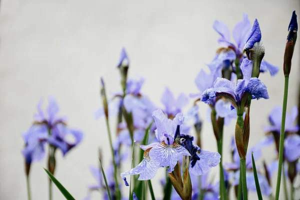 Μπλε Λουλούδια Iris Versicolor Όμορφα Ανθίζει Στον Κήπο — Φωτογραφία Αρχείου