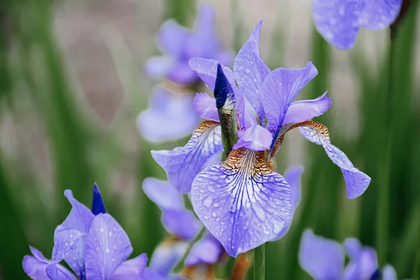 Μπλε Λουλούδια Iris Versicolor Όμορφα Ανθίζει Στον Κήπο Φωτογραφία Αρχείου
