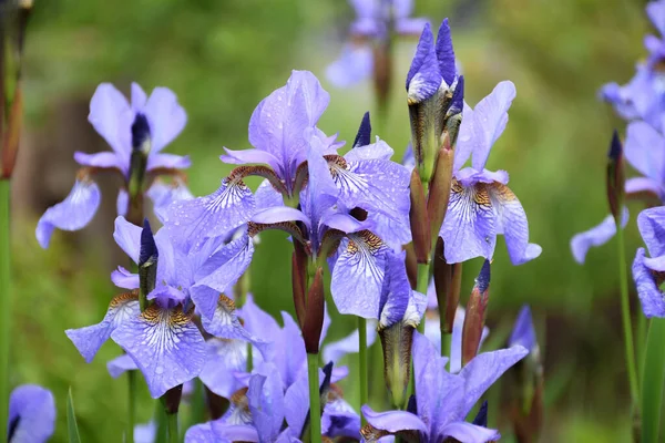 Μπλε Λουλούδια Iris Versicolor Όμορφα Ανθίζει Στον Κήπο Εικόνα Αρχείου