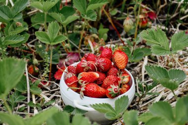 Beyaz bir tabakta çilekler olgun böğürtlenler arasında duruyor. Bahçıvanlık ve tarım kavramı. Bahçede taze taze, kırmızı organik çilek topluyorum. Vejetaryen Ürünleri Sahibi