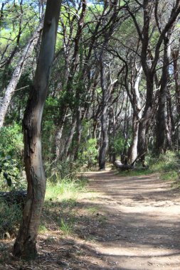 Sonbaharda kırsalda yürüyen genç insan