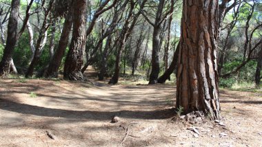Sonbaharda Evergreen Çam Ormanı