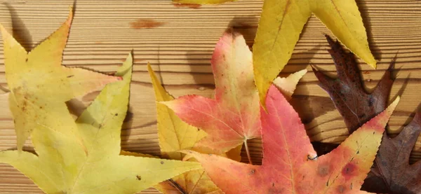 Autumn red, yellow and orange leaves on wooden table