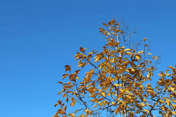 Feuilles Automne Rouge Jaune Orange Sur Table Bois — Photo